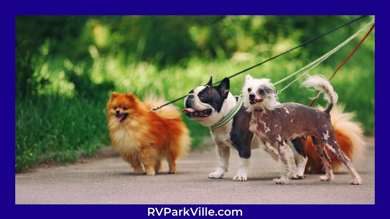 The Best RV Parks For Pet-friendly Camping